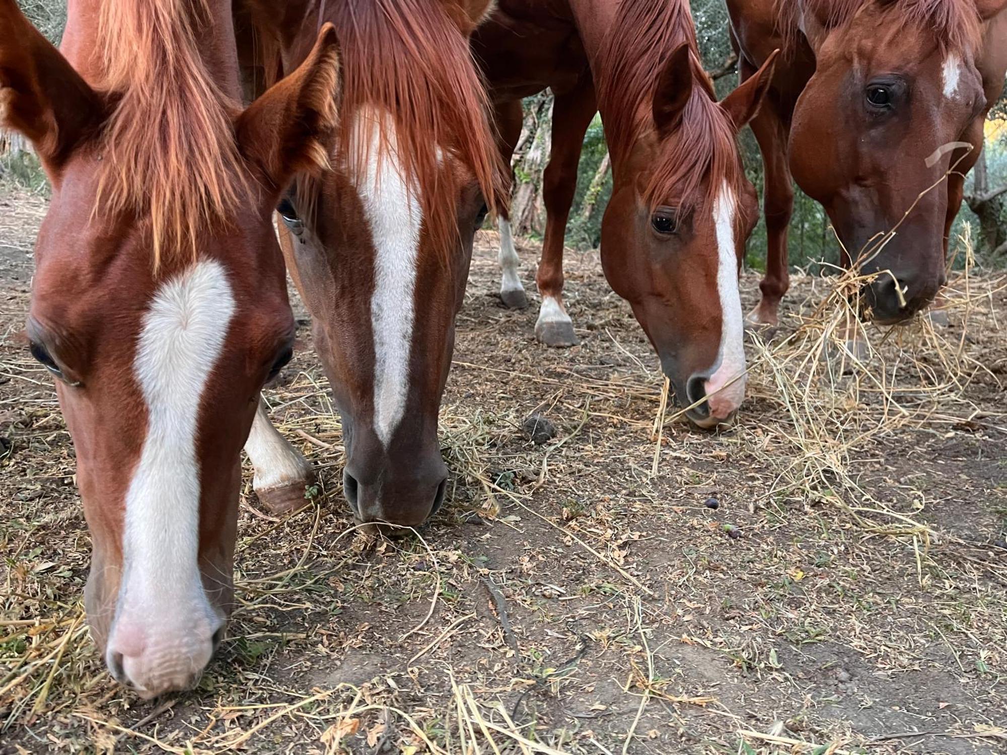 Podere Orzale Agri Hospitality Usigliano Kültér fotó