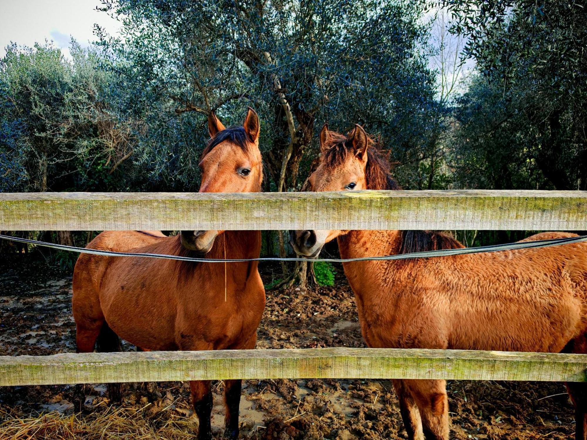 Podere Orzale Agri Hospitality Usigliano Kültér fotó